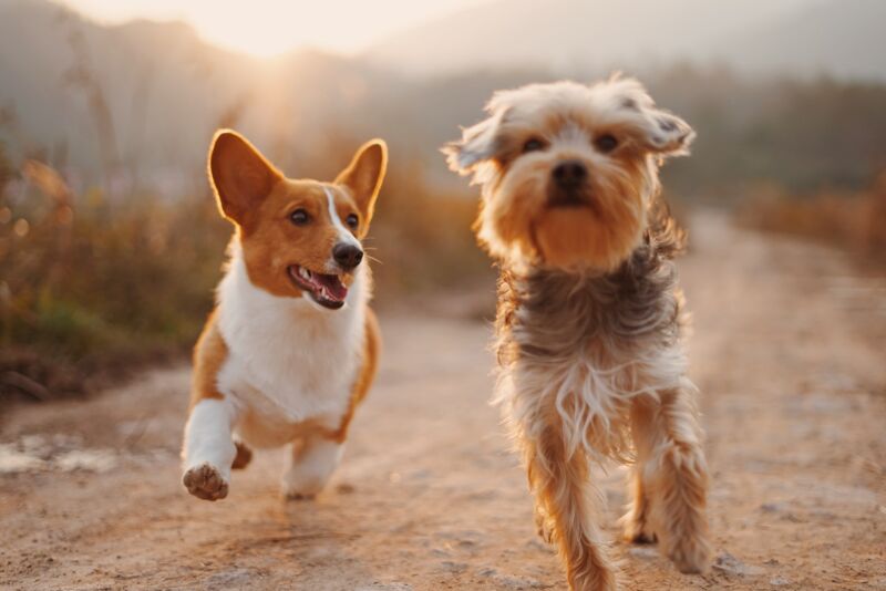 Deux chiens loyaux qui courent Deux chiens loyaux qui courent